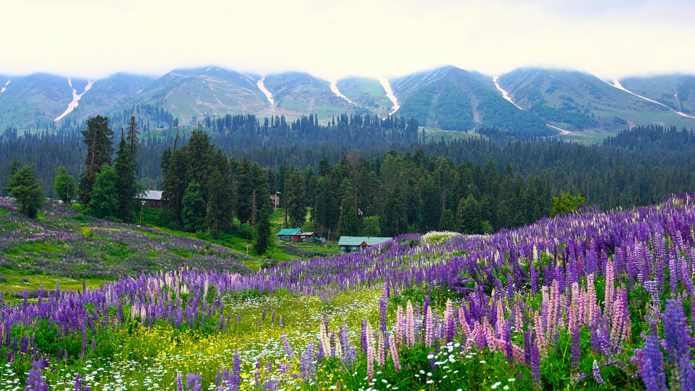 Kashmir